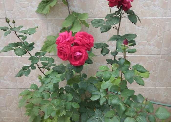 Irini Agios Nikolaos (Chalkidiki)