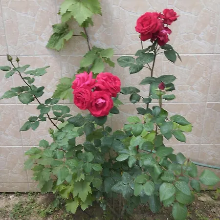 Irini Agios Nikolaos (Chalkidiki)